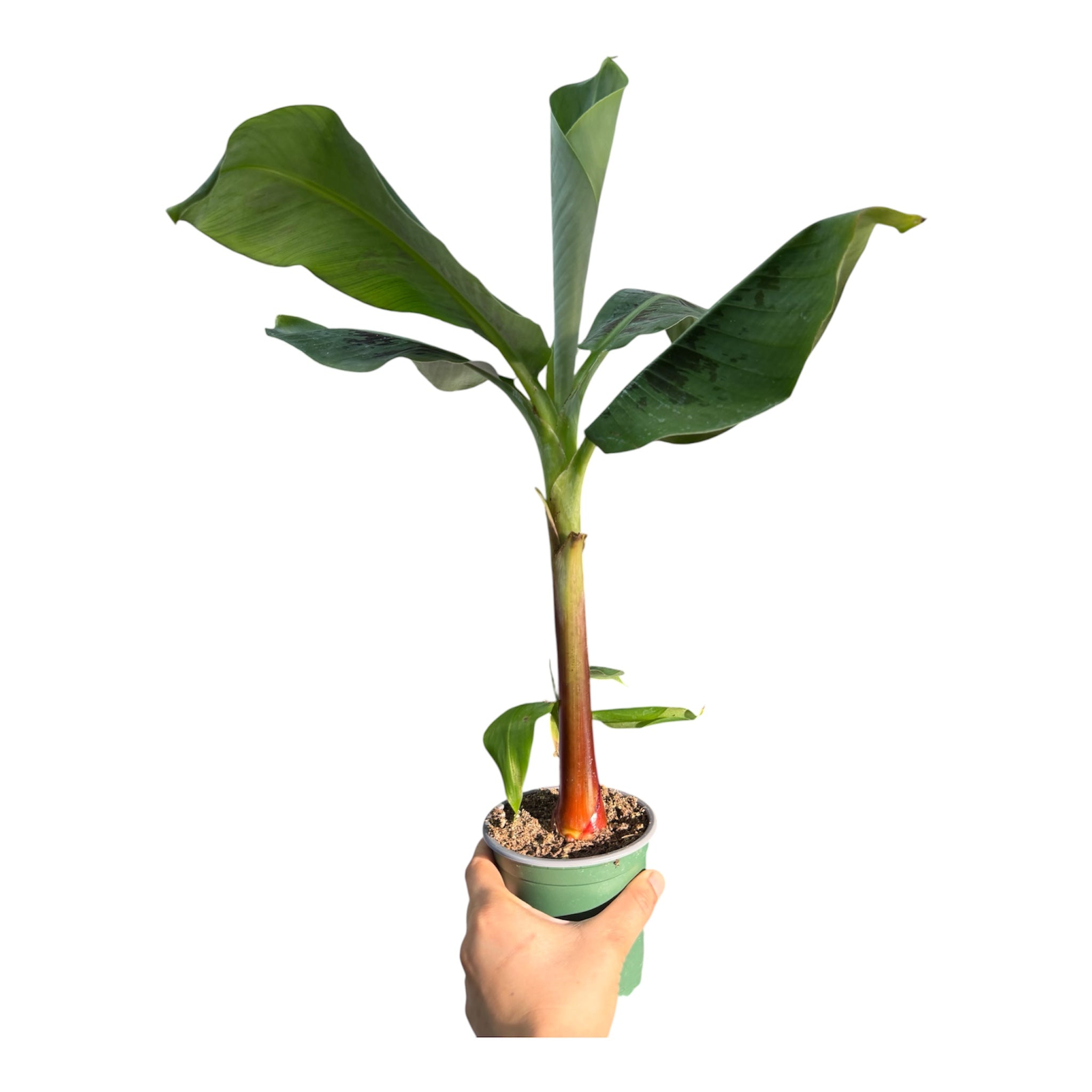 Dwarf Cavendish Banana - Musa acuminata 'Dwarf Cavendish'