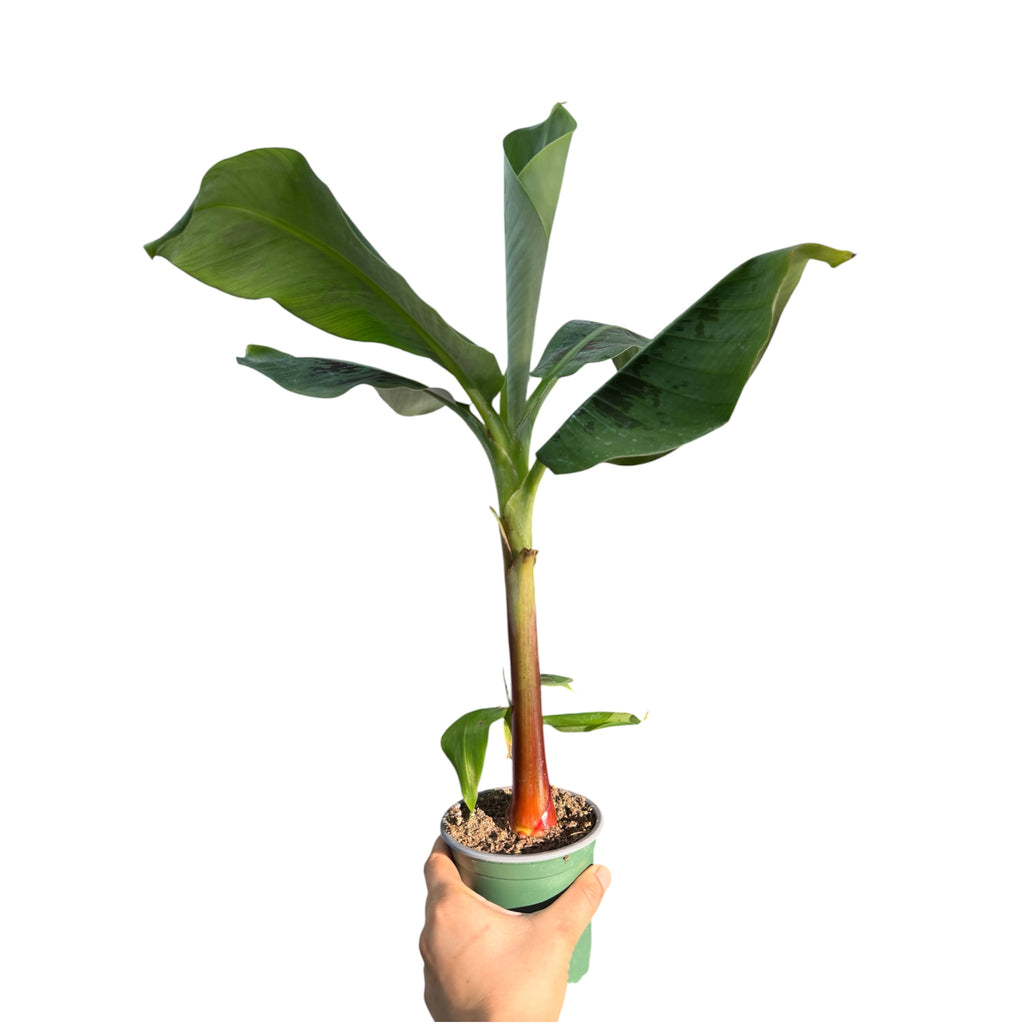 Dwarf Cavendish Banana - Musa acuminata 'Dwarf Cavendish'