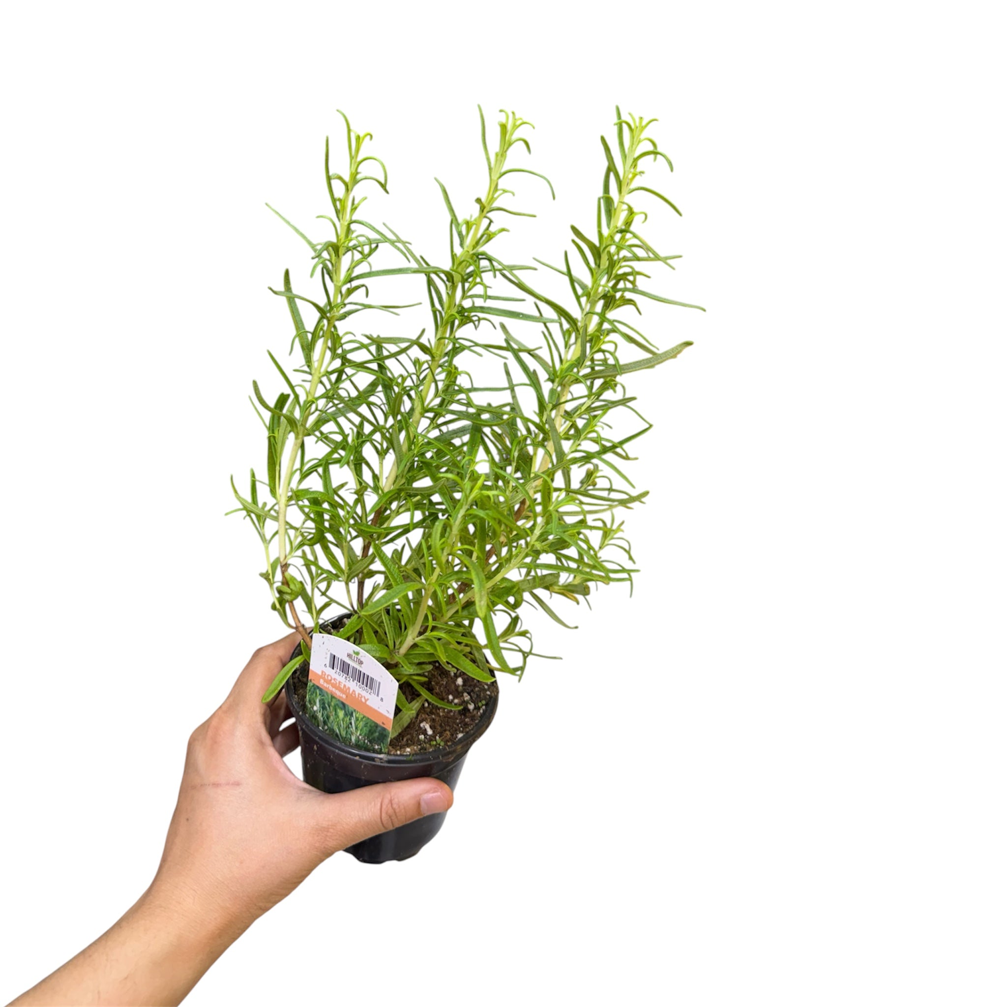 Lavender - Lavandula angustifolia