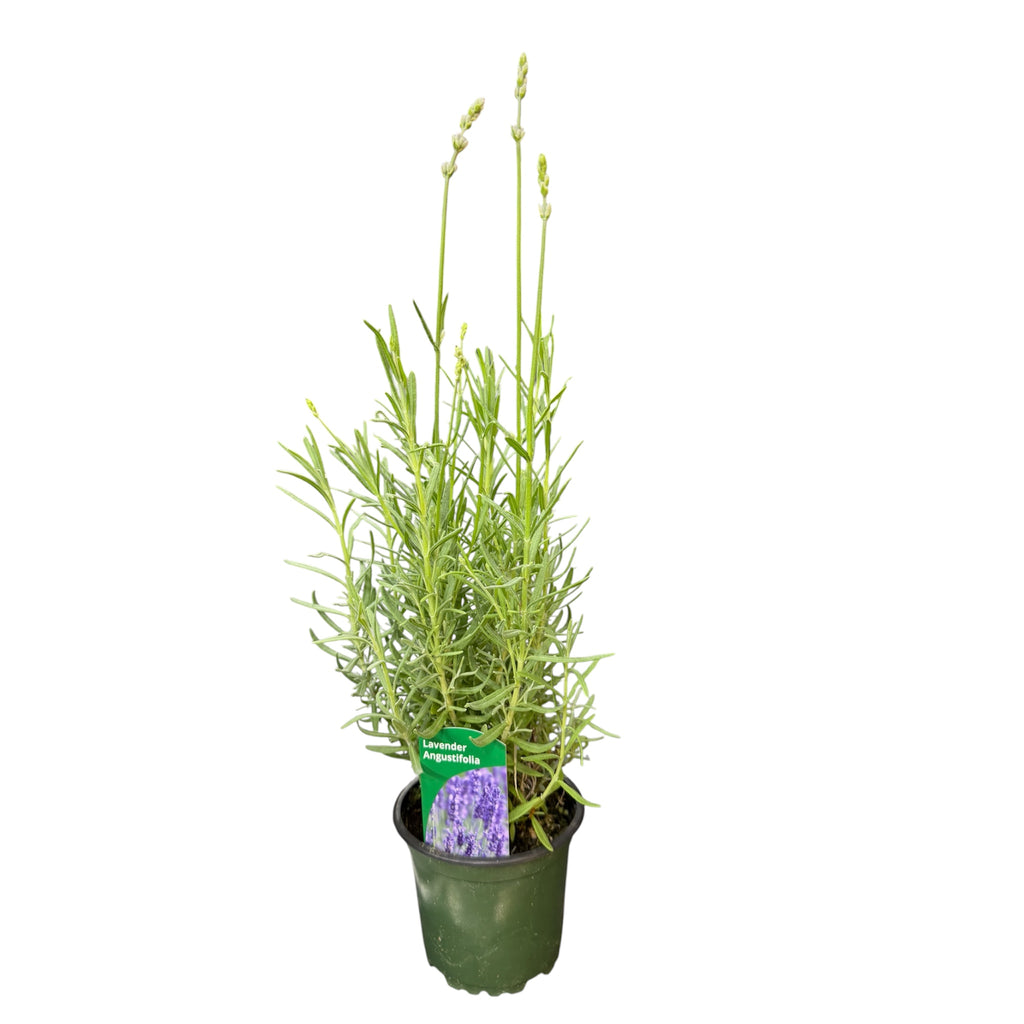 Lavender - Lavandula angustifolia