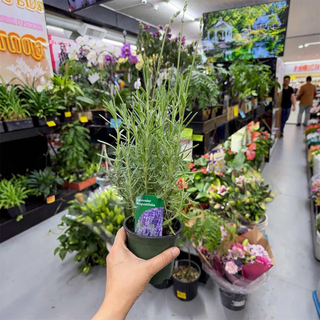 Lavender - Lavandula angustifolia