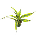 Dracaena Marginata (Dragon Tree)