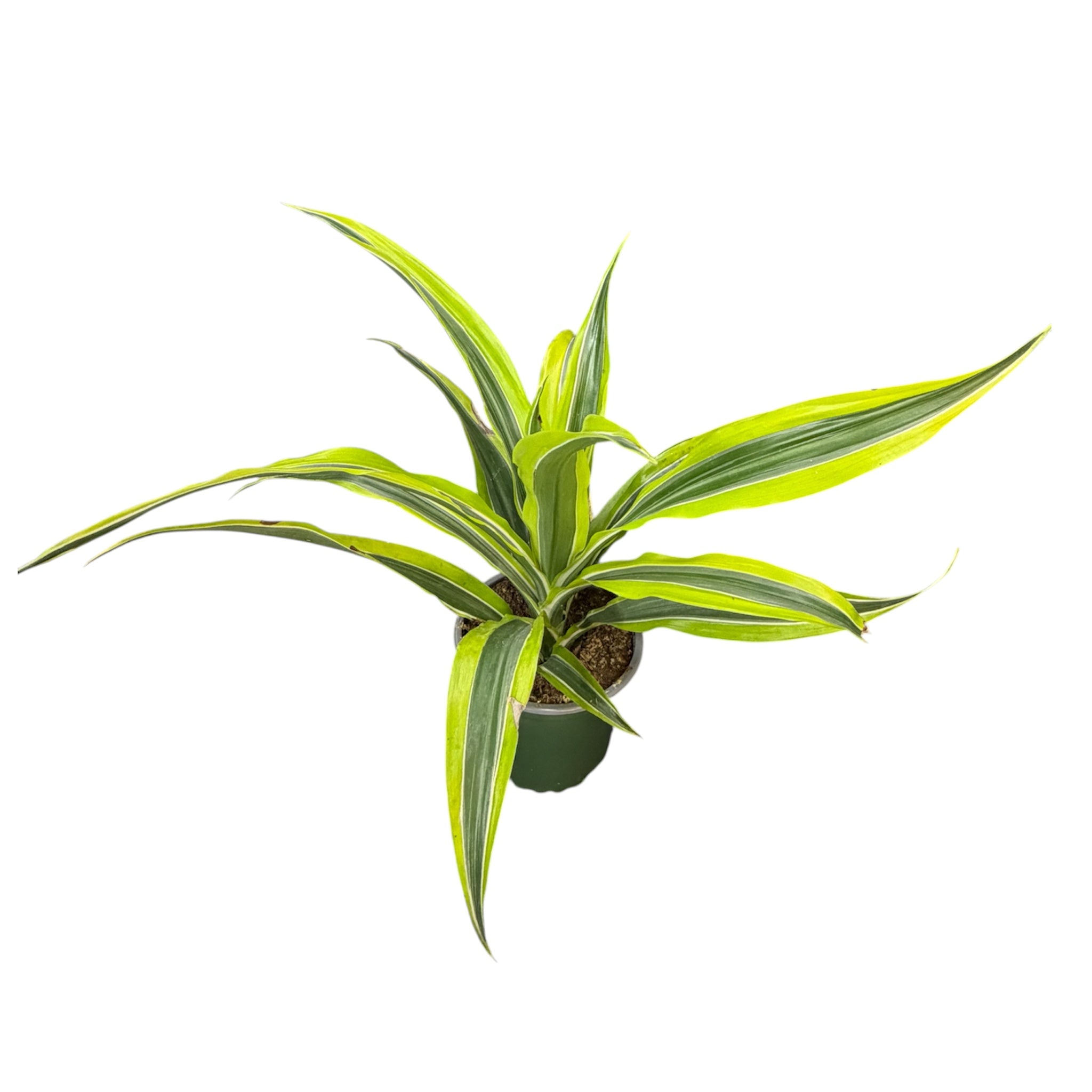 Dracaena Marginata (Dragon Tree)
