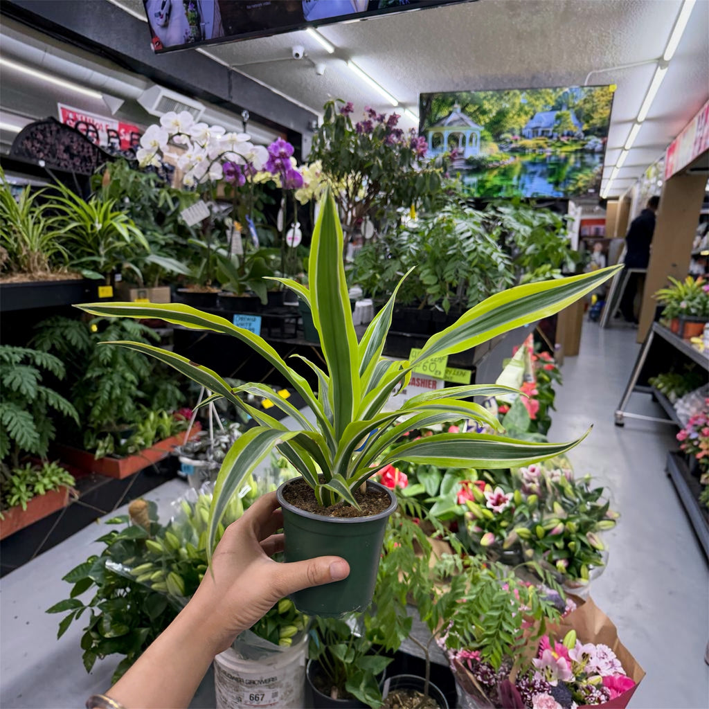 Dracaena Marginata (Dragon Tree)