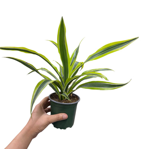 Dracaena Marginata (Dragon Tree)