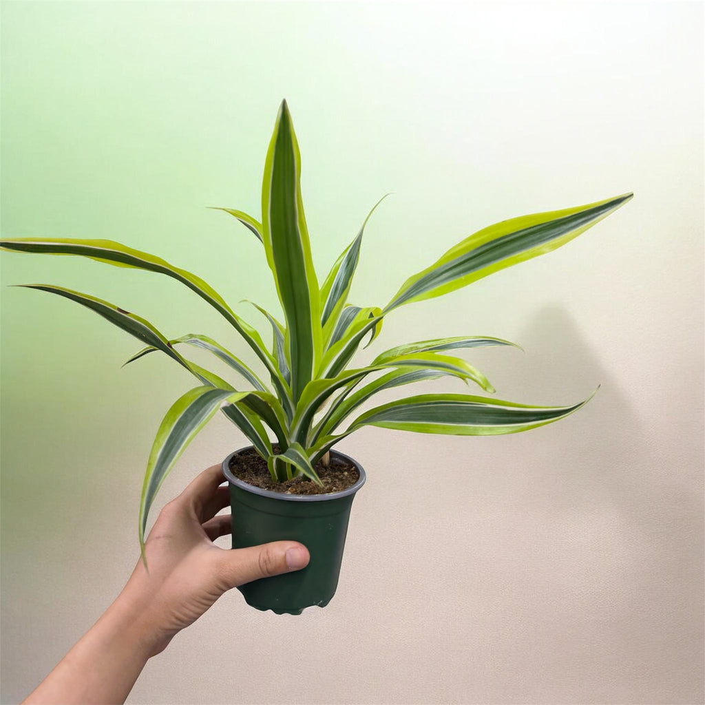 Dracaena Marginata (Dragon Tree)