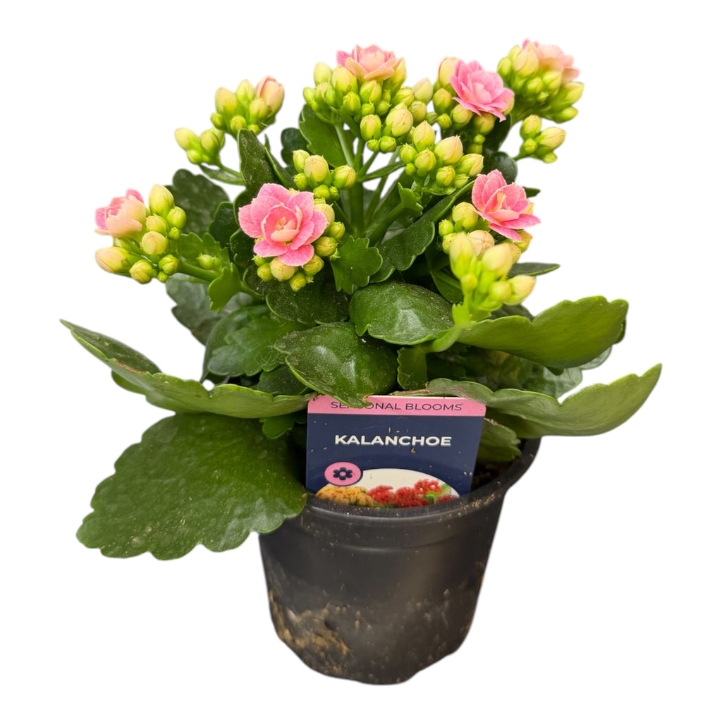 Kalanchoe - Kalanchoe blossfeldiana