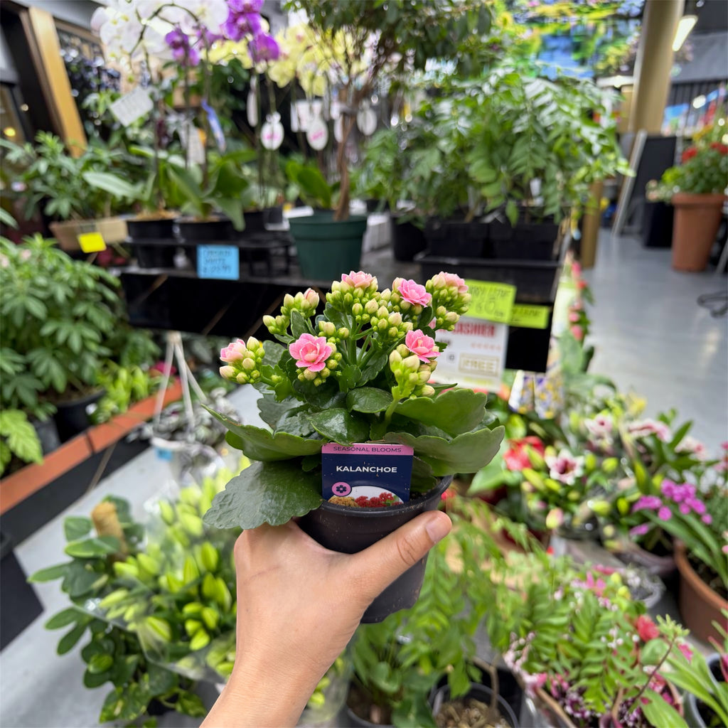 Kalanchoe - Kalanchoe blossfeldiana
