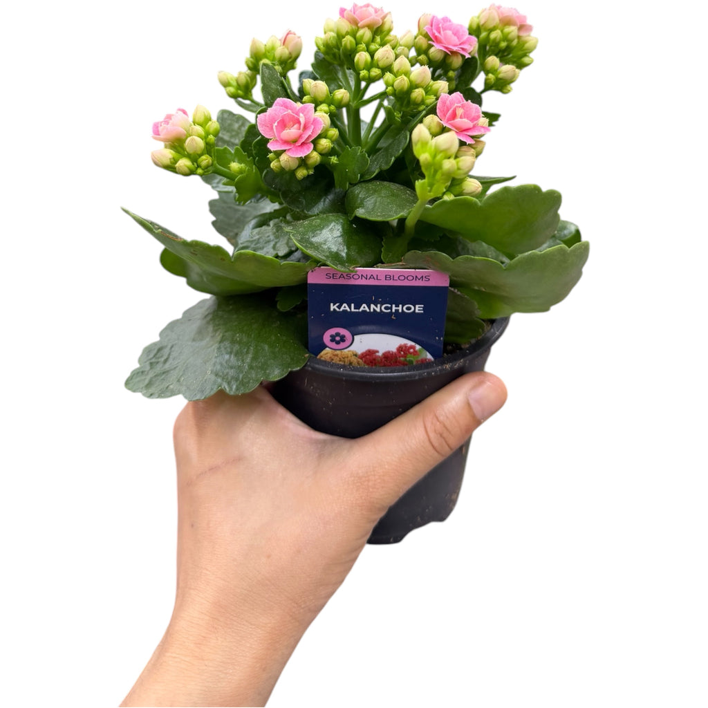Kalanchoe - Kalanchoe blossfeldiana