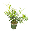 Olive Tree - Olea europaea