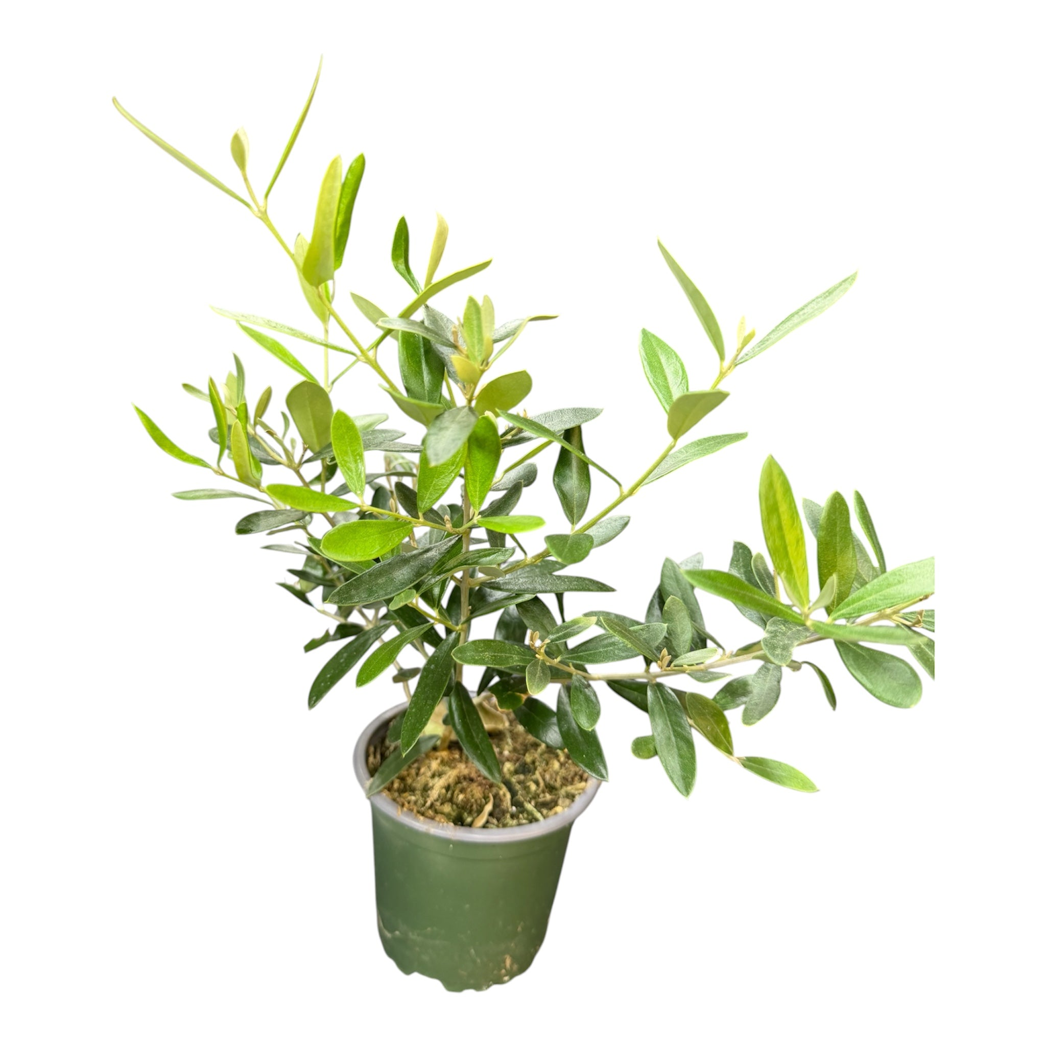 Olive Tree - Olea europaea