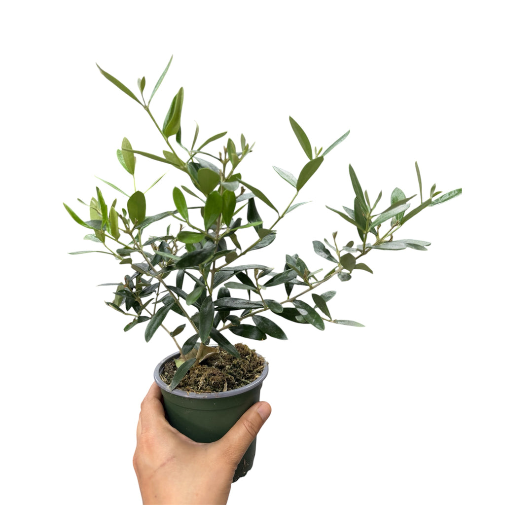 Olive Tree - Olea europaea