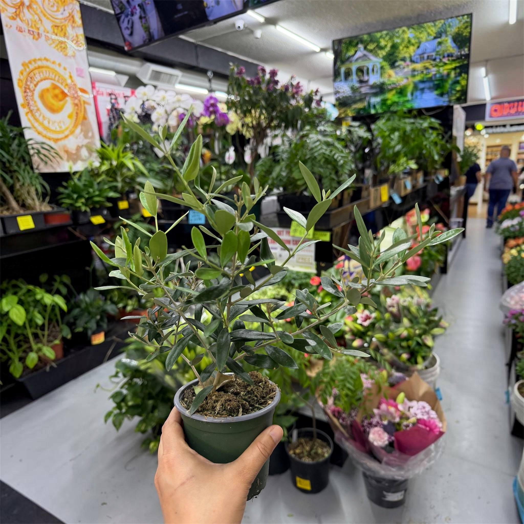 Olive Tree - Olea europaea