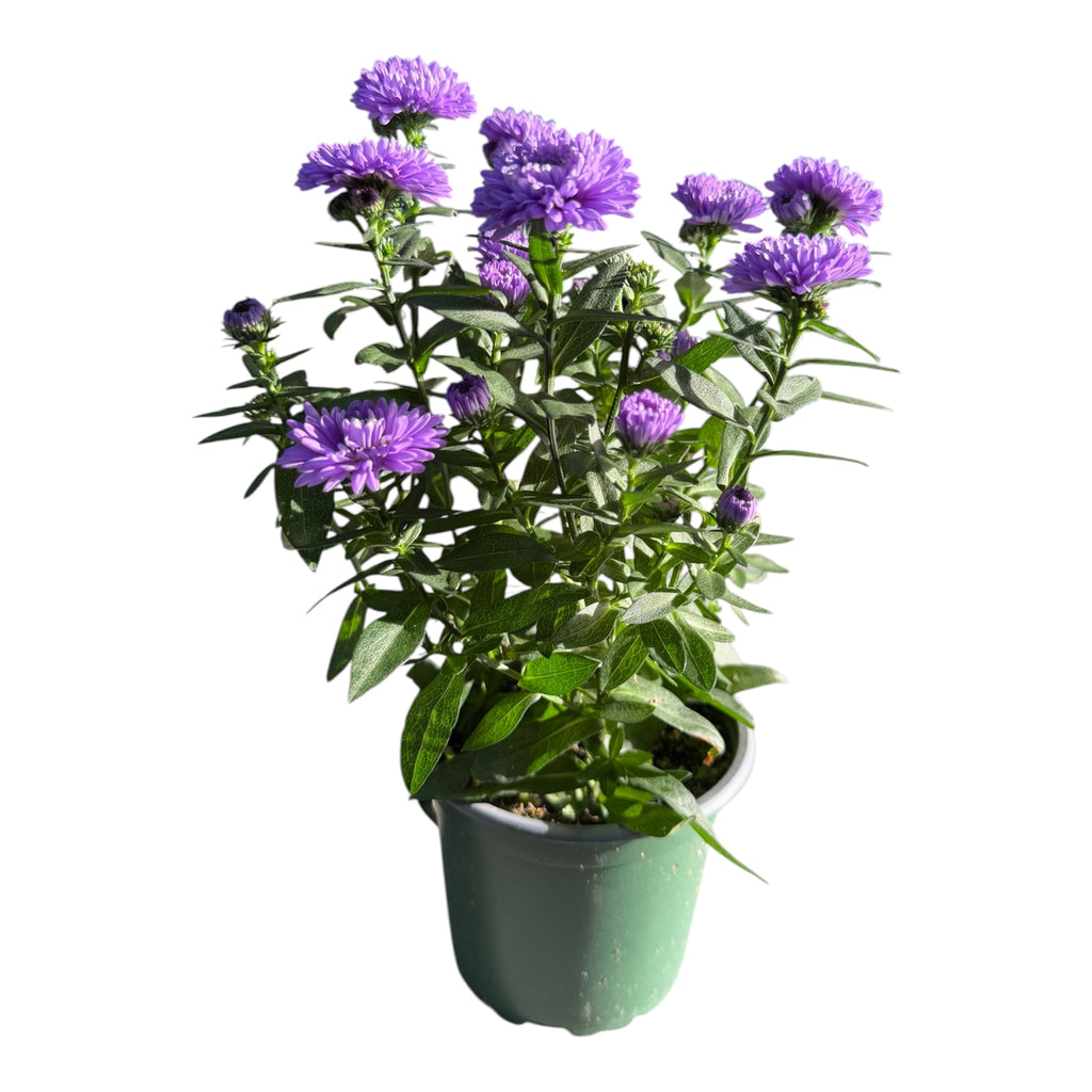 New York Aster - Symphyotrichum novi-belgii