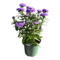 New York Aster - Symphyotrichum novi-belgii
