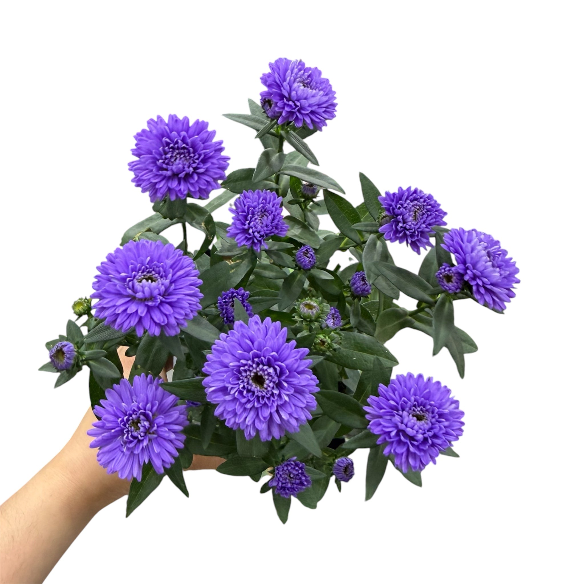 New York Aster - Symphyotrichum novi-belgii