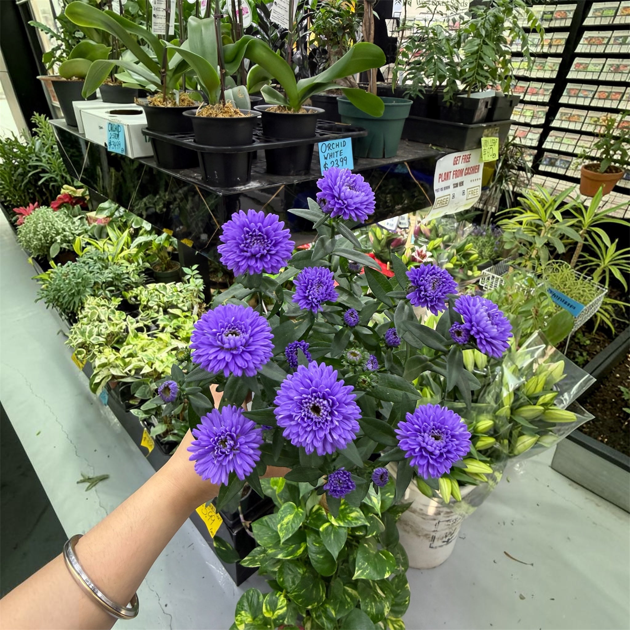 New York Aster - Symphyotrichum novi-belgii