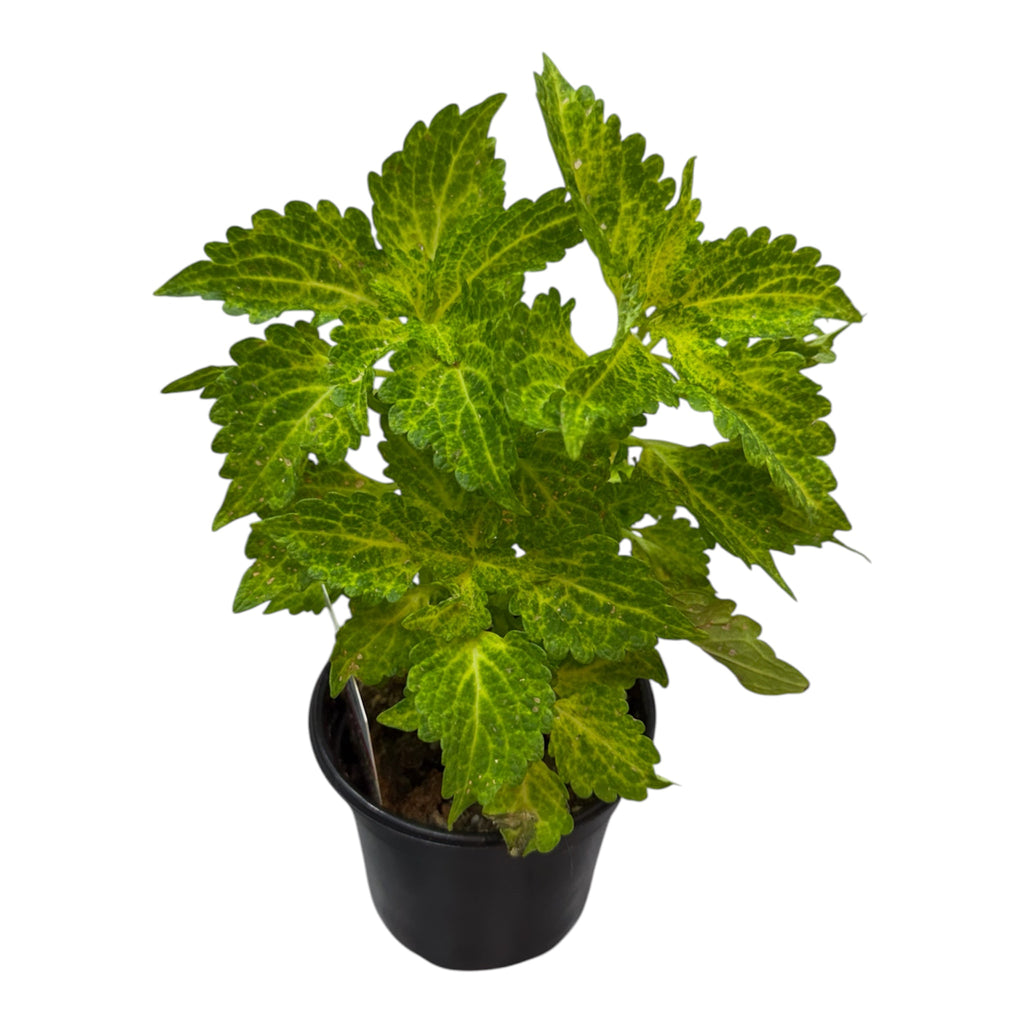 Coleus - Coleus scutellarioides