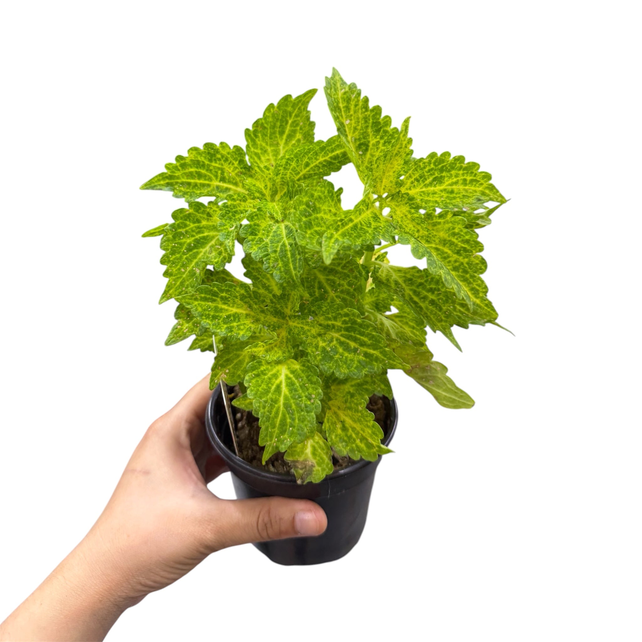 Coleus - Coleus scutellarioides