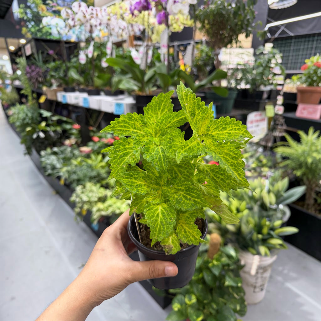 Coleus - Coleus scutellarioides
