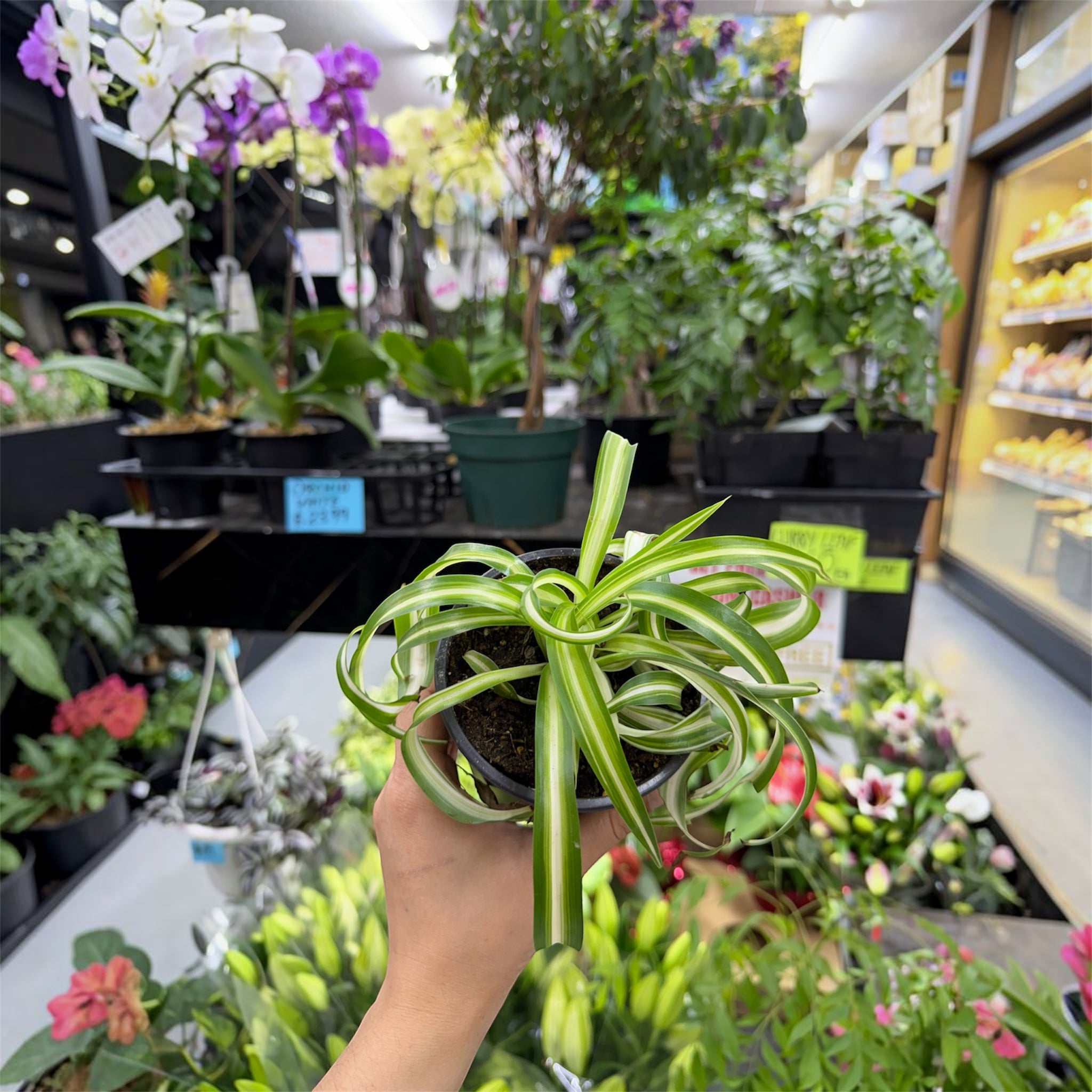 Curly Spider Plant - Chlorophytum comosum 'Bonnie'