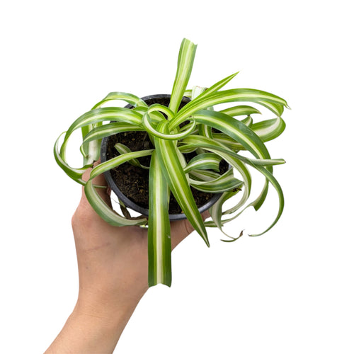 Curly Spider Plant - Chlorophytum comosum 'Bonnie'