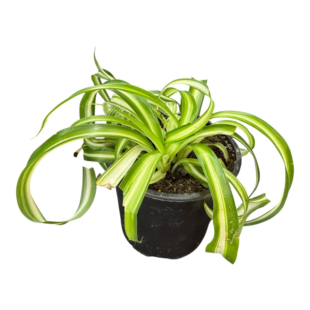 Curly Spider Plant - Chlorophytum comosum 'Bonnie'