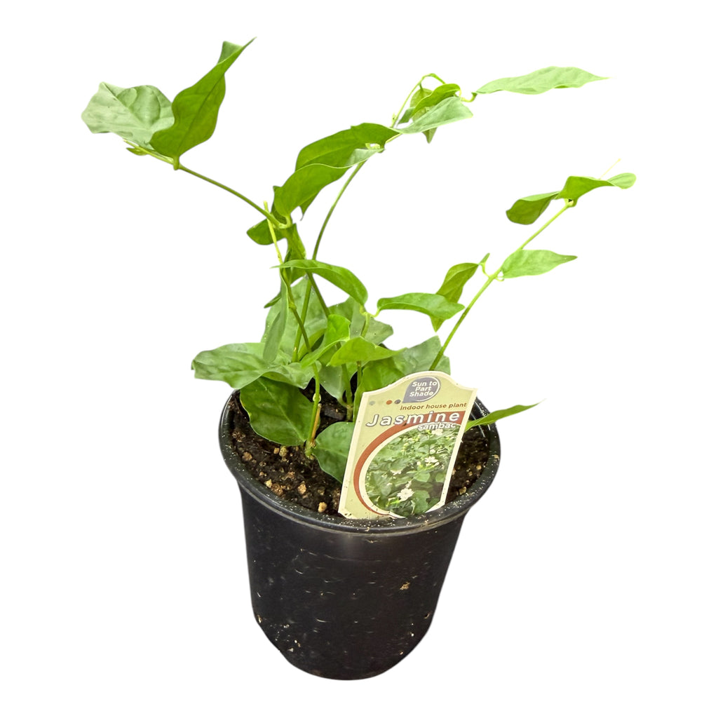 Arabian Jasmine - Jasminum sambac