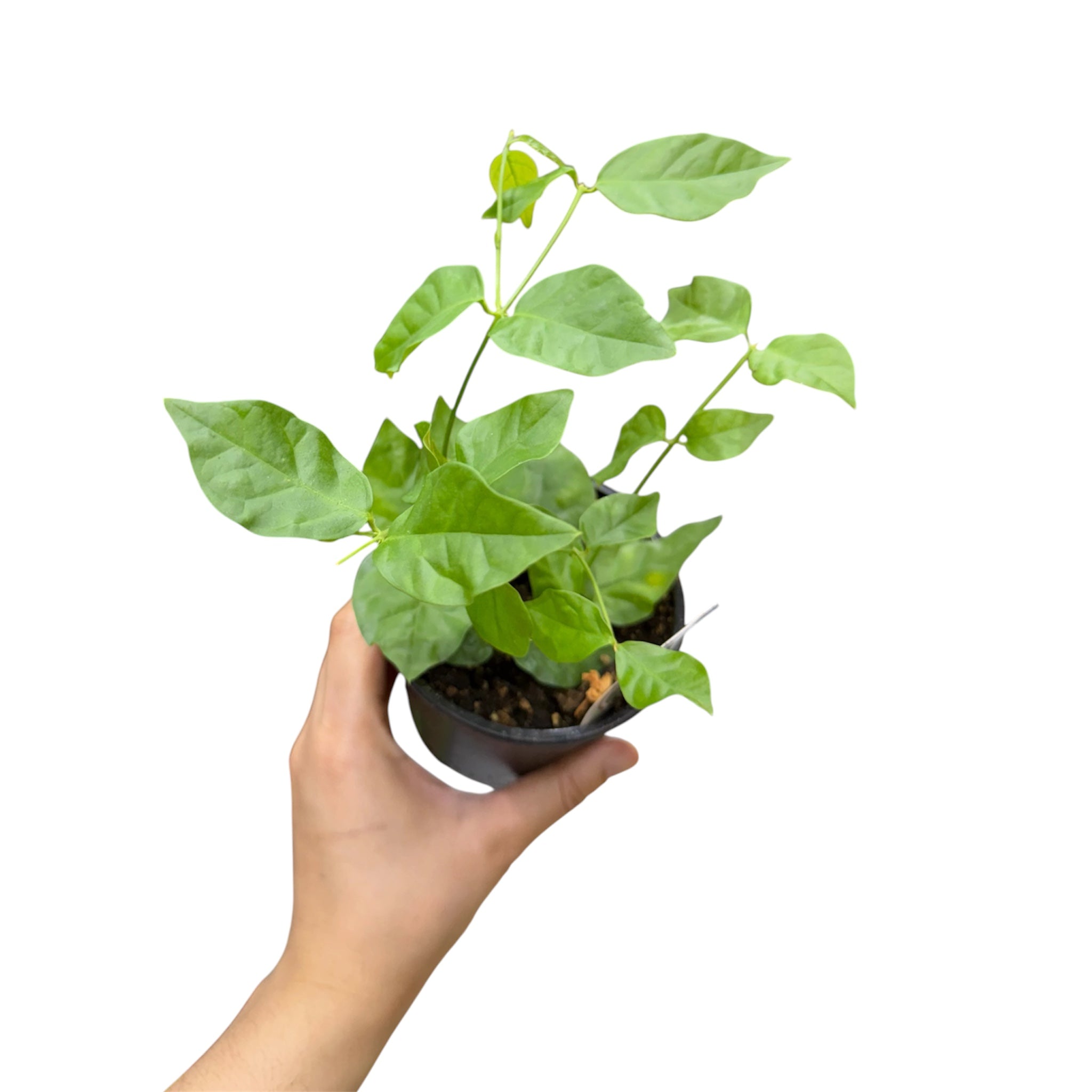 Arabian Jasmine - Jasminum sambac