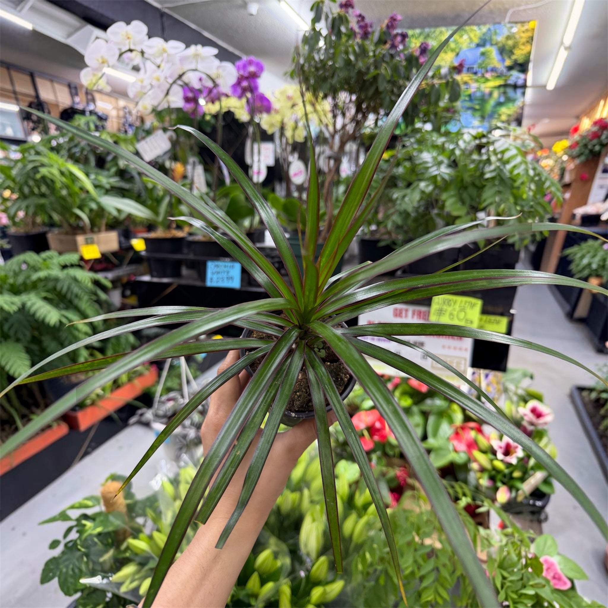 Dracaena Lemon Lime - Dracaena fragrans 'Lemon Lime'