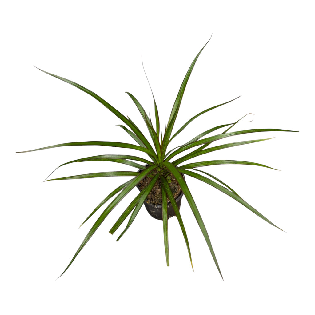 Dracaena Lemon Lime - Dracaena fragrans 'Lemon Lime'