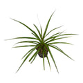 Dracaena Lemon Lime - Dracaena fragrans 'Lemon Lime'