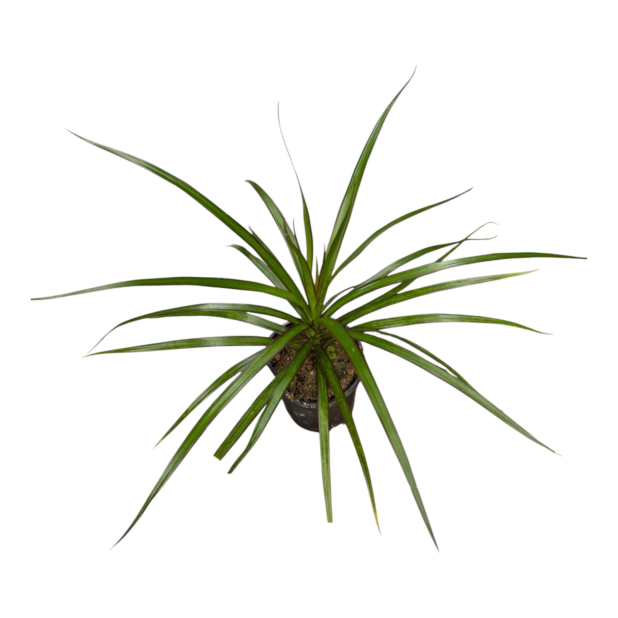 Dracaena Lemon Lime - Dracaena fragrans 'Lemon Lime'