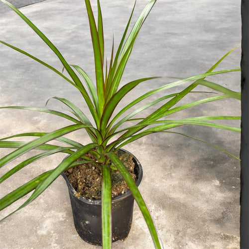 Dracaena Lemon Lime - Dracaena fragrans 'Lemon Lime'