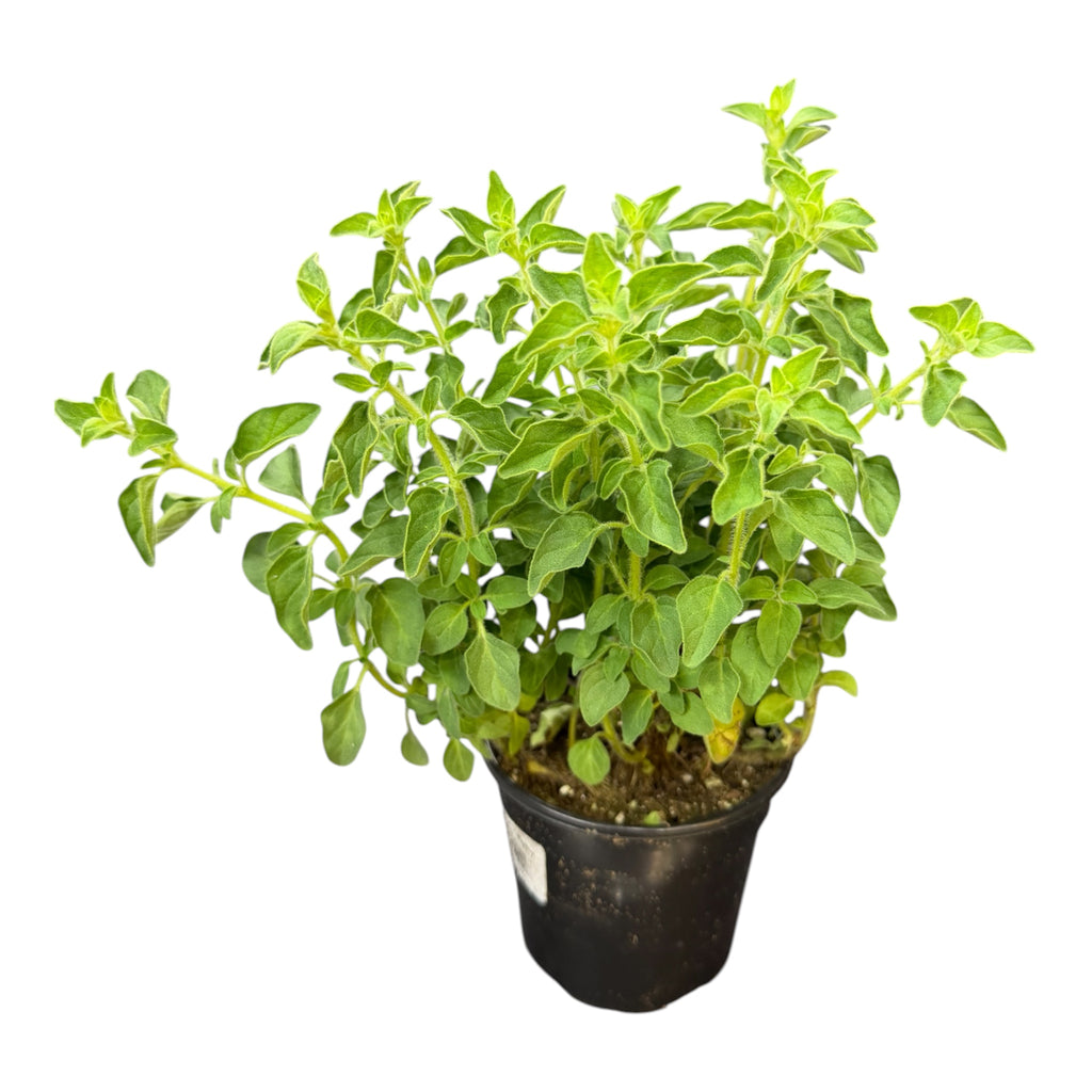 Greek Oregano - Origanum vulgare subsp. hirtum