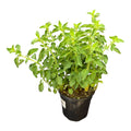 Greek Oregano - Origanum vulgare subsp. hirtum