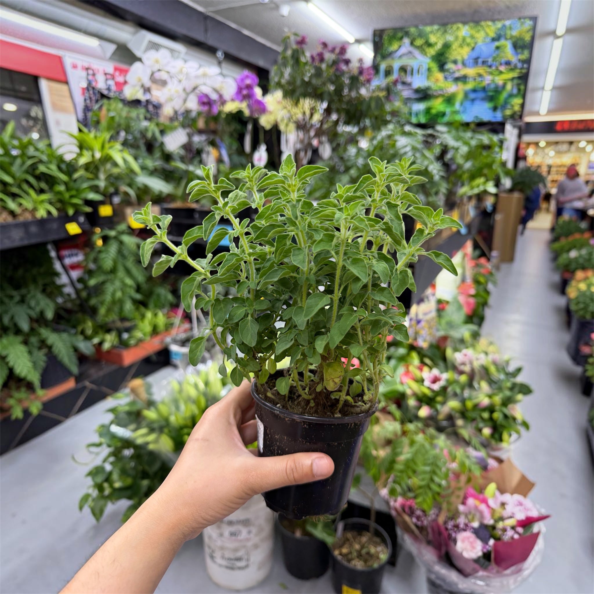 Greek Oregano - Origanum vulgare subsp. hirtum