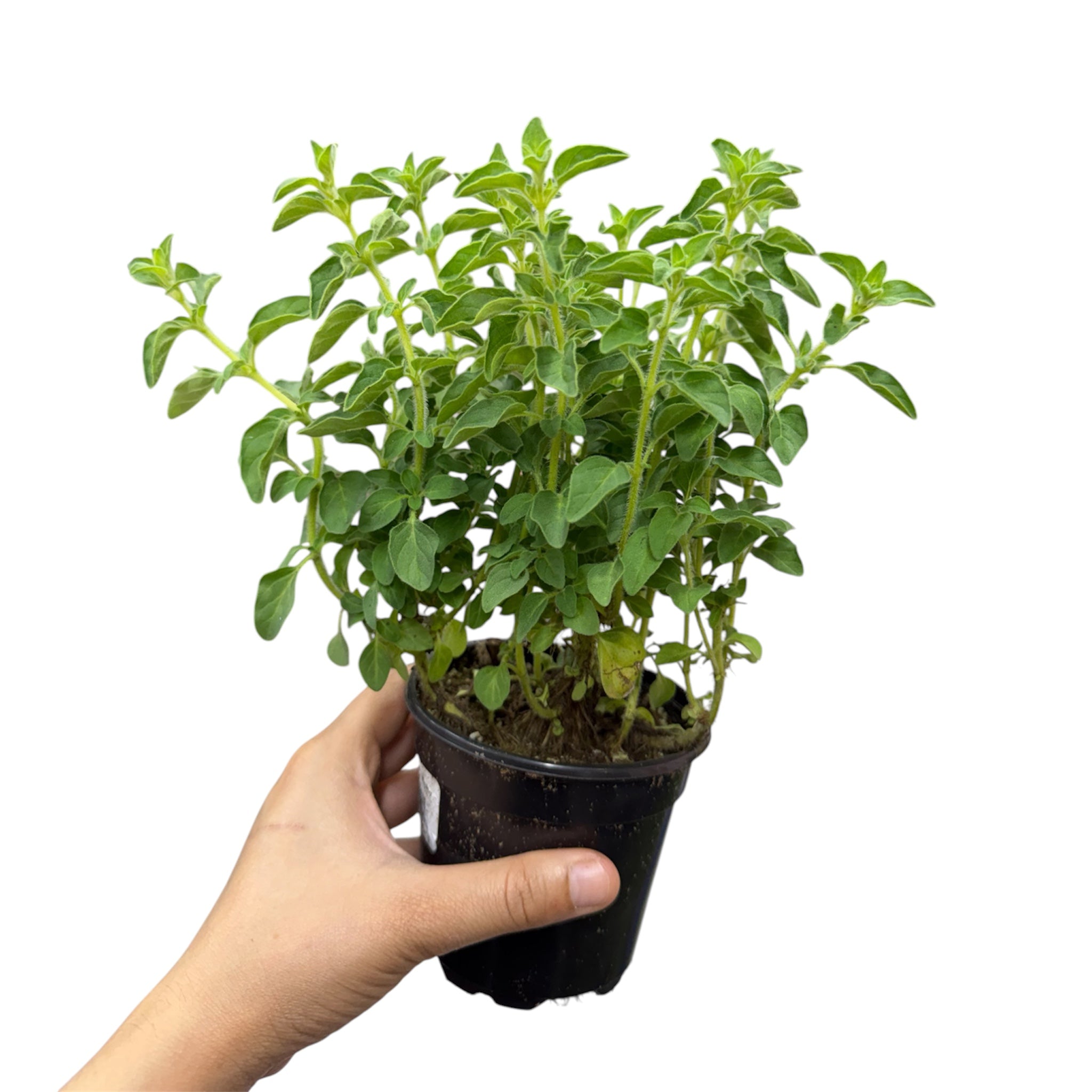 Greek Oregano - Origanum vulgare subsp. hirtum