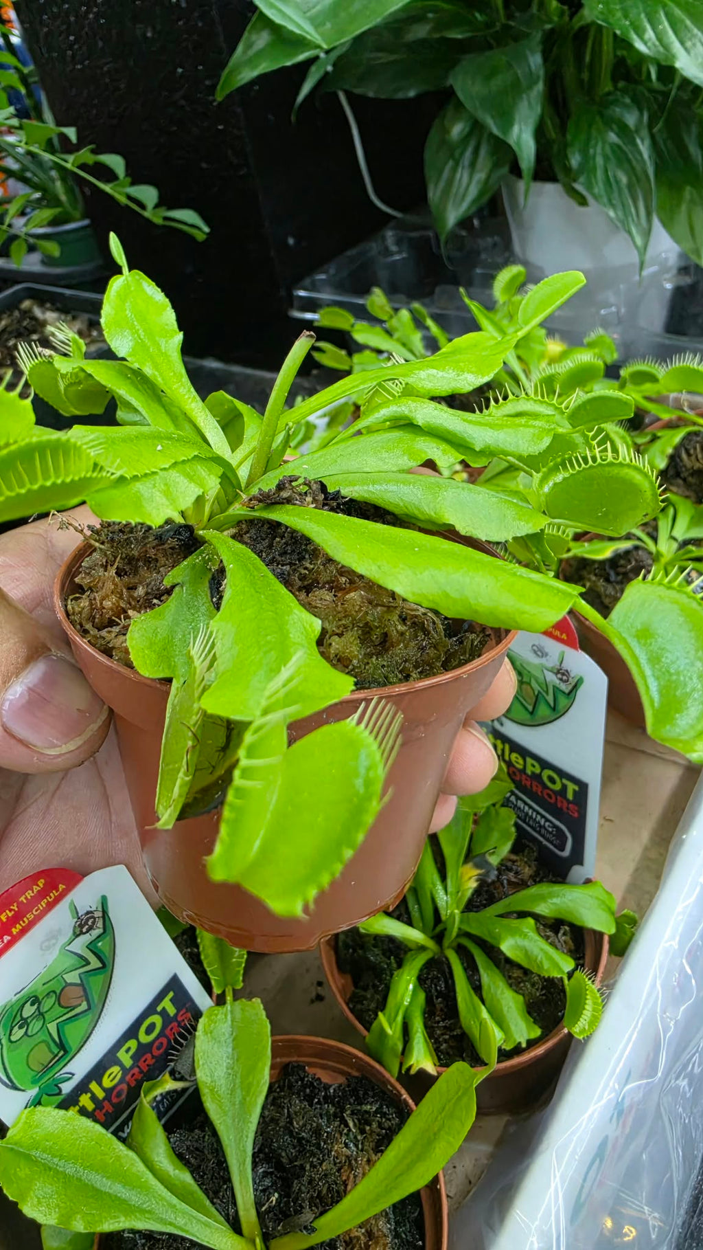 Venus Flytrap – Live Carnivorous Indoor Plant