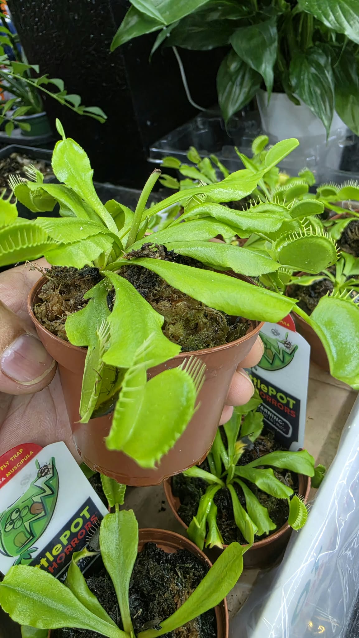 Venus Flytrap – Live Carnivorous Indoor Plant