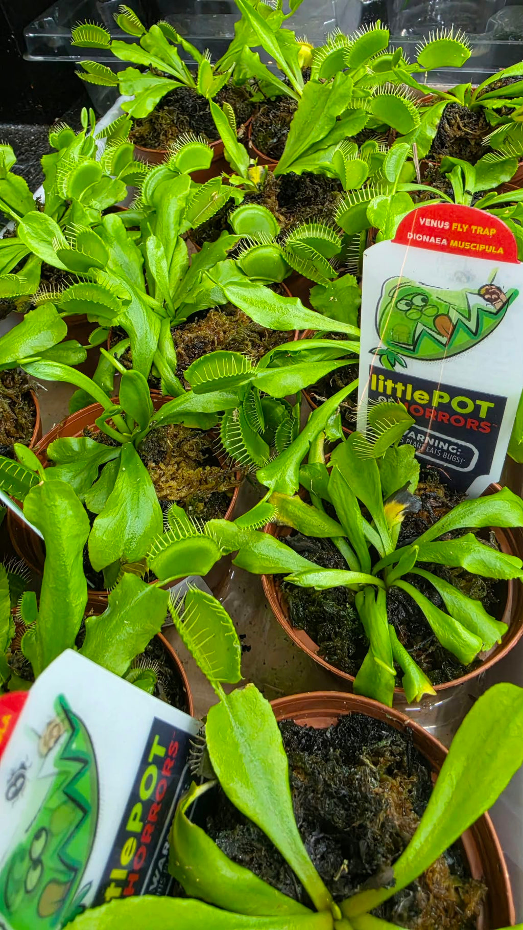 Venus Flytrap – Live Carnivorous Indoor Plant