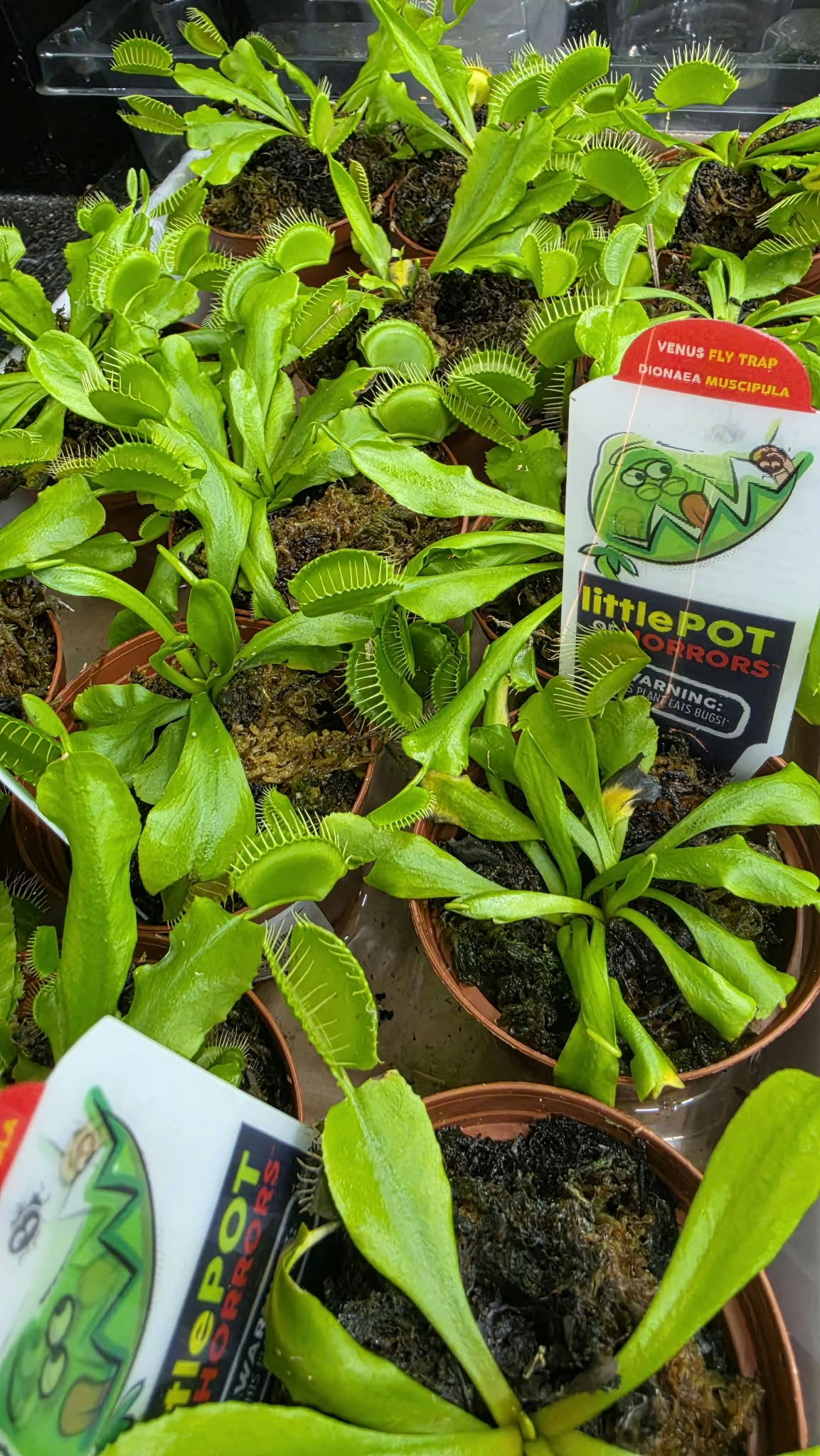 Venus Flytrap – Live Carnivorous Indoor Plant
