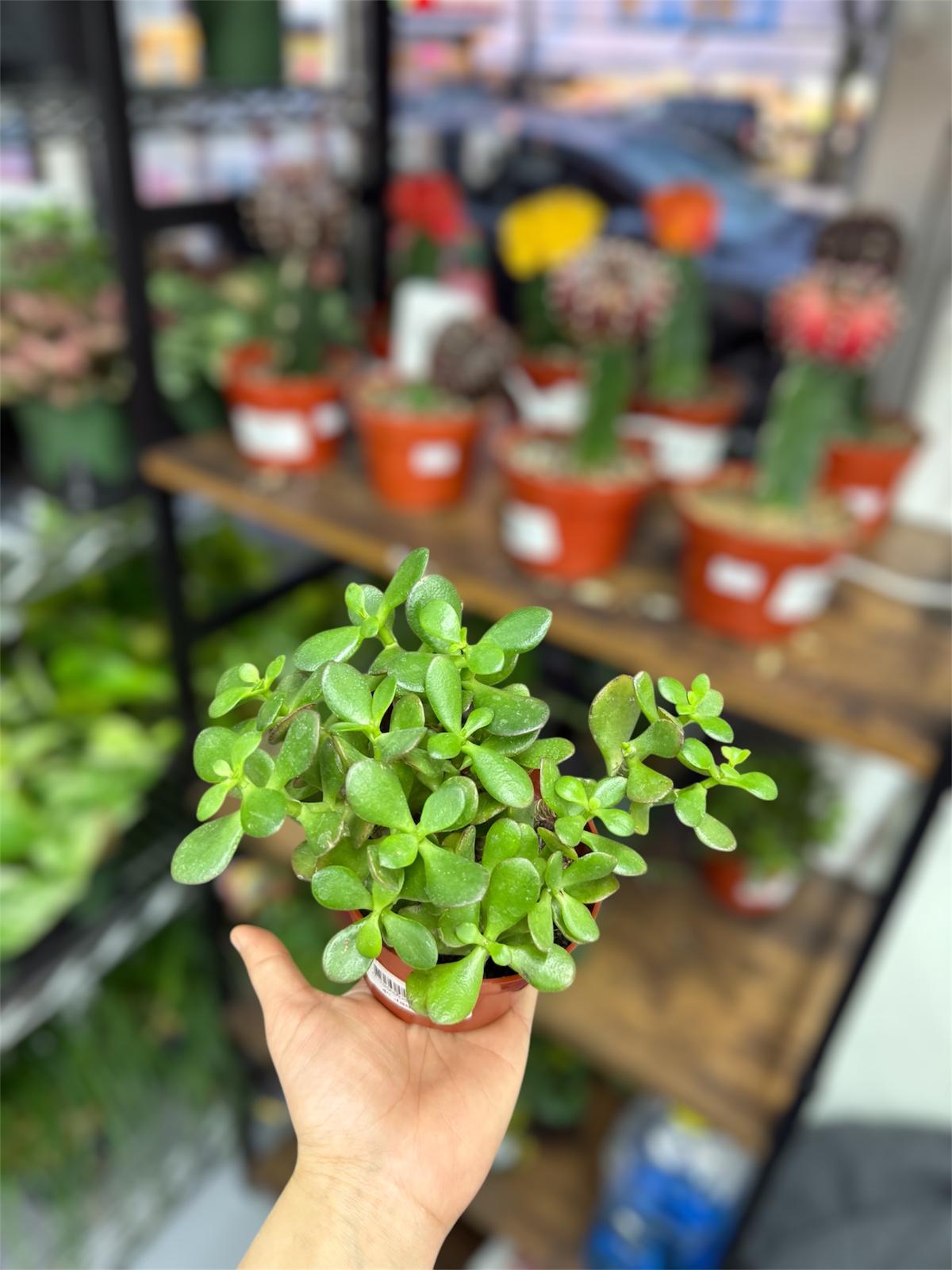4 INCH JADE PLANT (LUCKY PLANT)